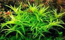 Rośliny do akwarium - Heteranthera zosterifolia