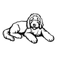 Goldendoodle F2 Standard *zapowiedź miotu*