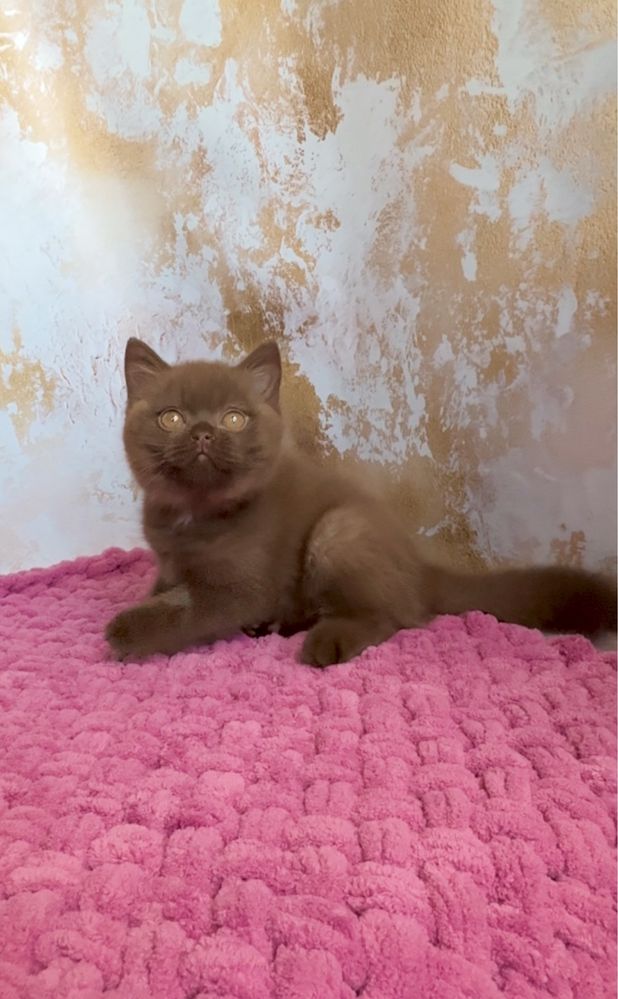 Шоколадний британський хлопчик котик ексклюзив