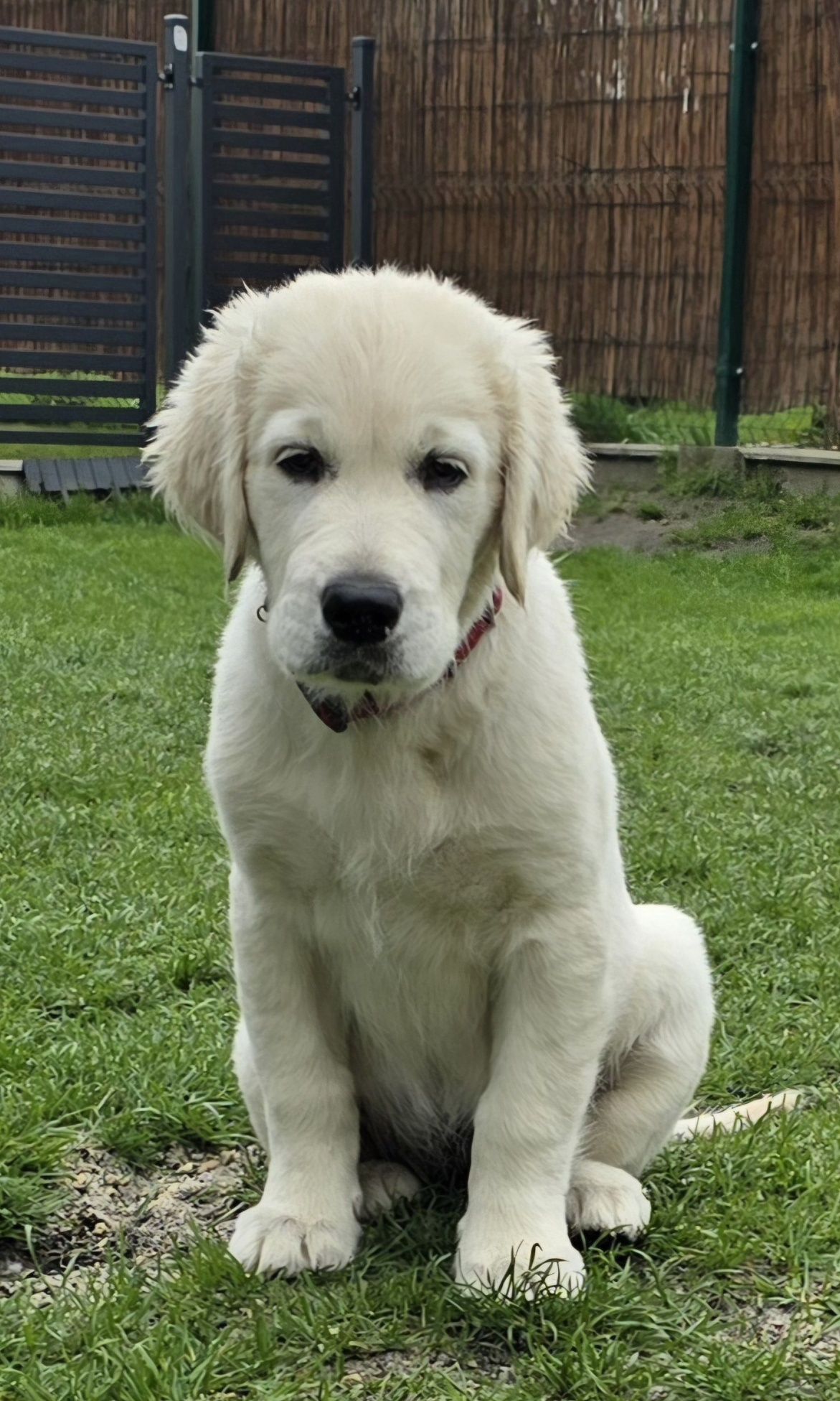 Golden Retriever SUCZKA ZKwP/FCI