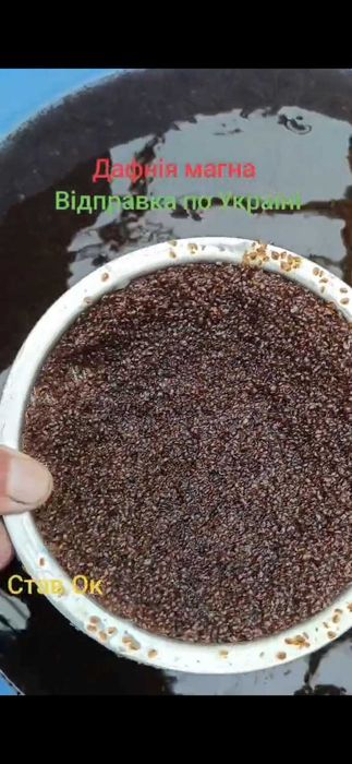 Продаємо дафнію крупних розмірів