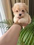 Maltipoo Kawowa Suczka Art Puppies