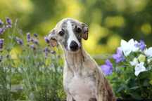 Whippet Chart angielski ZKwP/FCI cudowna sunia BELLA