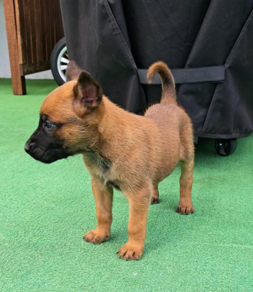 Owczarek belgijski Malinois suczka gotowa do odbioru