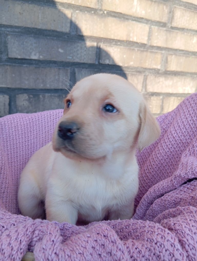 Labrador retriever szczeniak z rodowodem