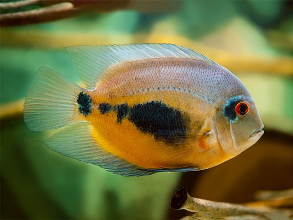 Uarus Amphiacatoides