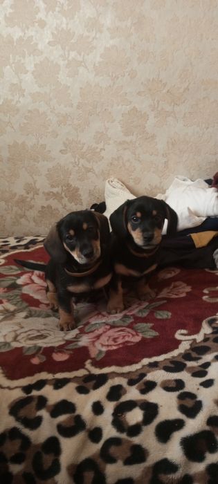 Продам собачок змішаної породи.Тато такса. Мати Йоркшерский тер'єр