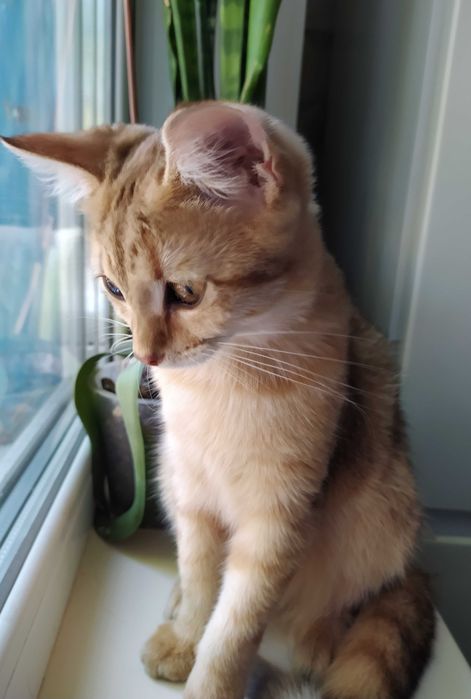 Отдам в добрые руки, котёнок / кошка