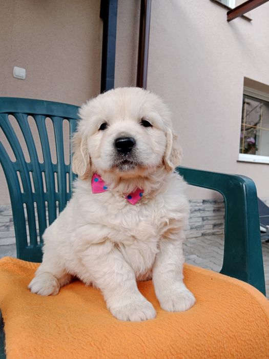 Sprzedam szczenię Golden Retriever