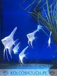 Żaglowiec skalar odmiana PLATYNOWA - PLATYNOWY - Pterophyllum - dowóz