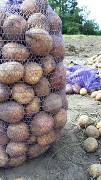 Картошка в сетках
