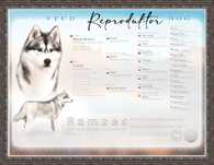 SIBERIAN Husky FCI Reproduktor