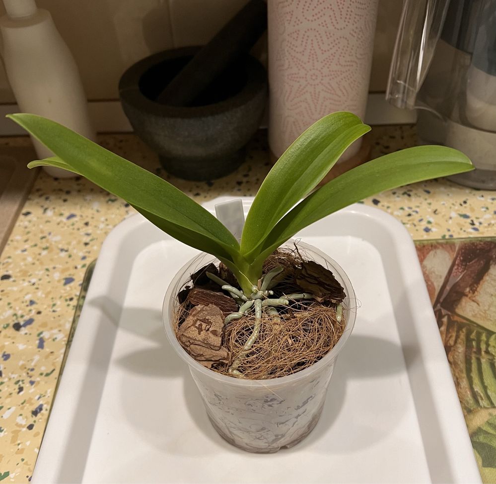 Орхидеи сортовые по 550 грн
