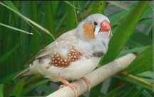Lote de mandarins