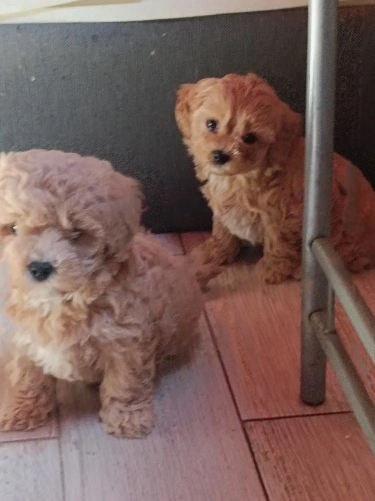 Микро мальтипу беби фейс. maltipoo f1 maltipoo f2