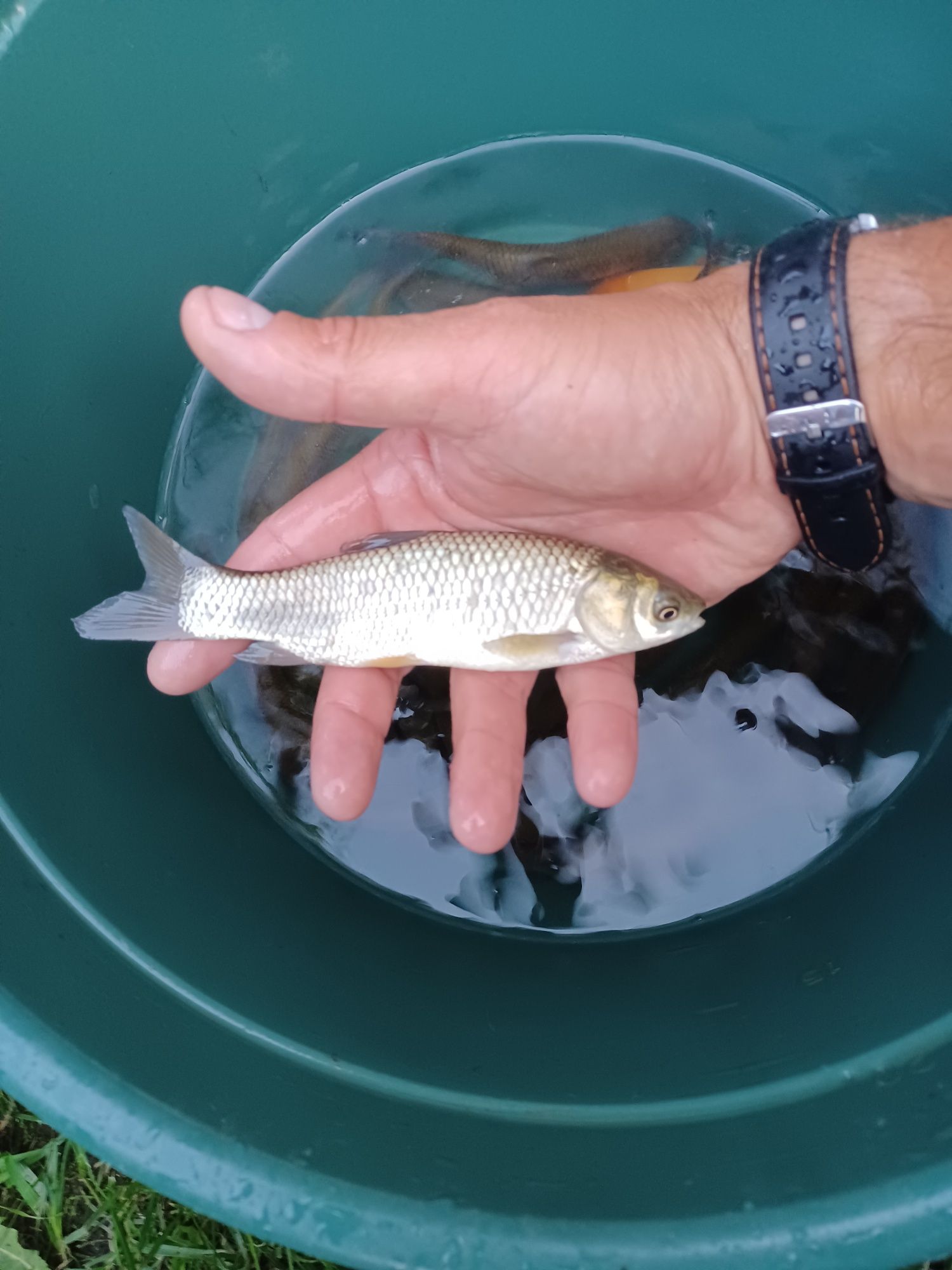 Amur narybek/kroczek. Lin , Tołpyga , Jesiotr .
