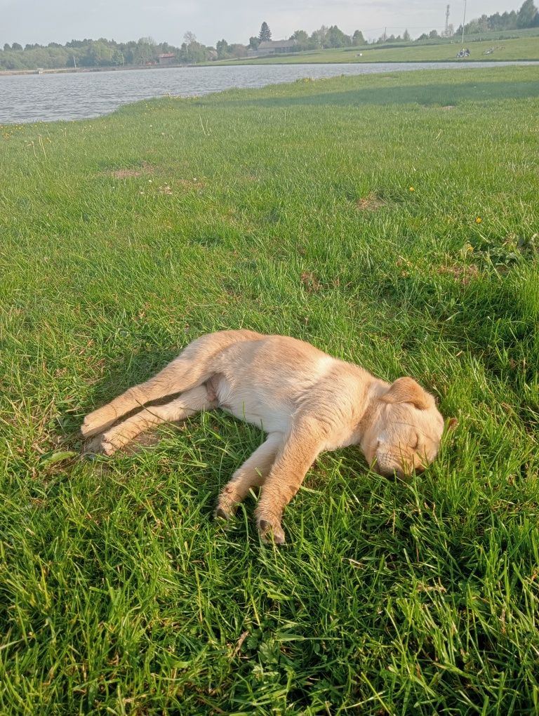 Zaginął dzisiaj szczeniak Labrador