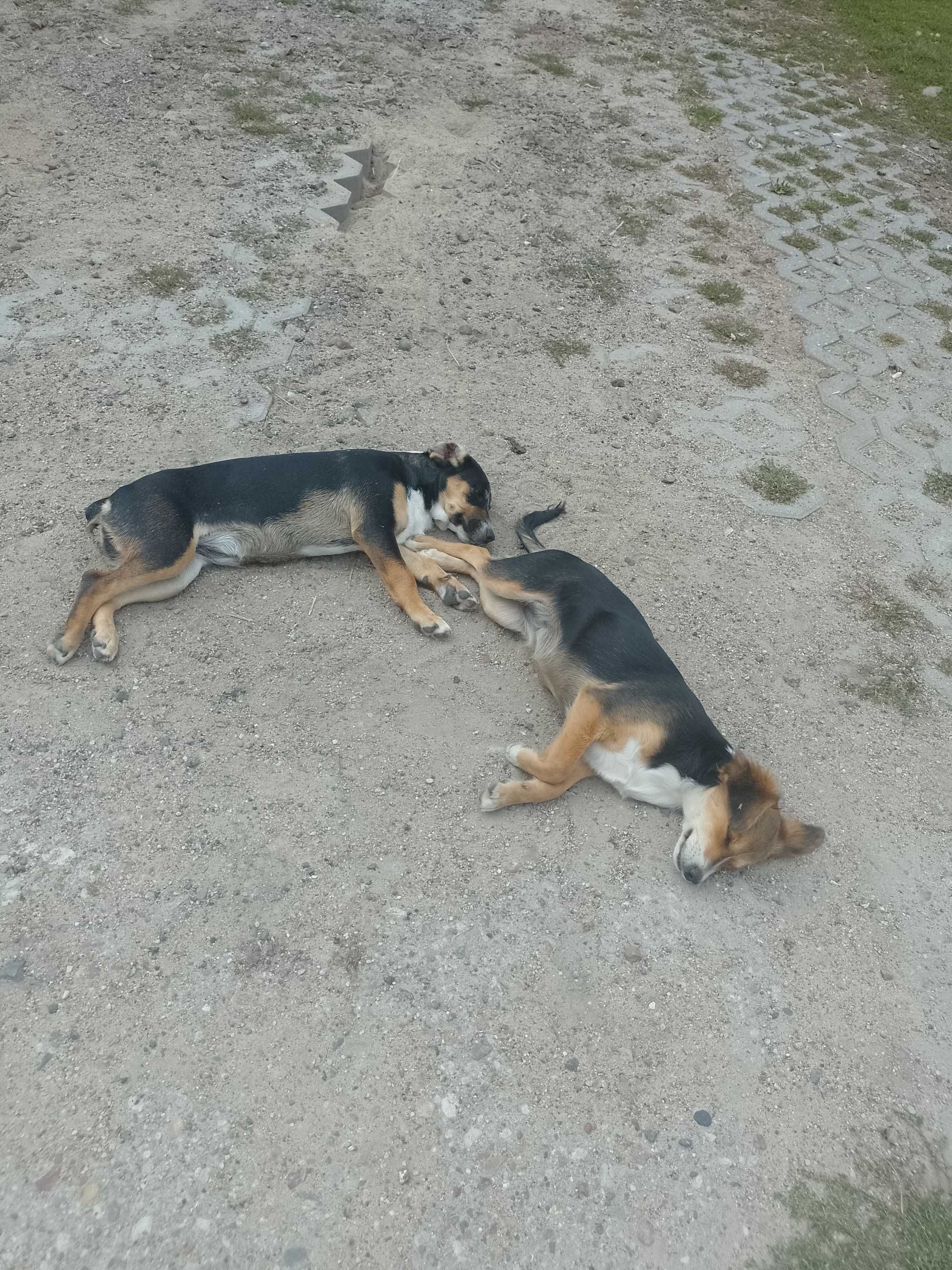 2 suczki do adopcji za darmo