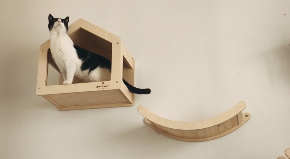 Młody Kocurek Loki do adopcji, szuka domu!