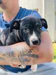 Piesek do adopcji