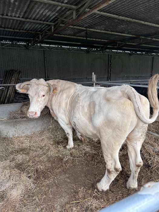 Vaca charolais cheia