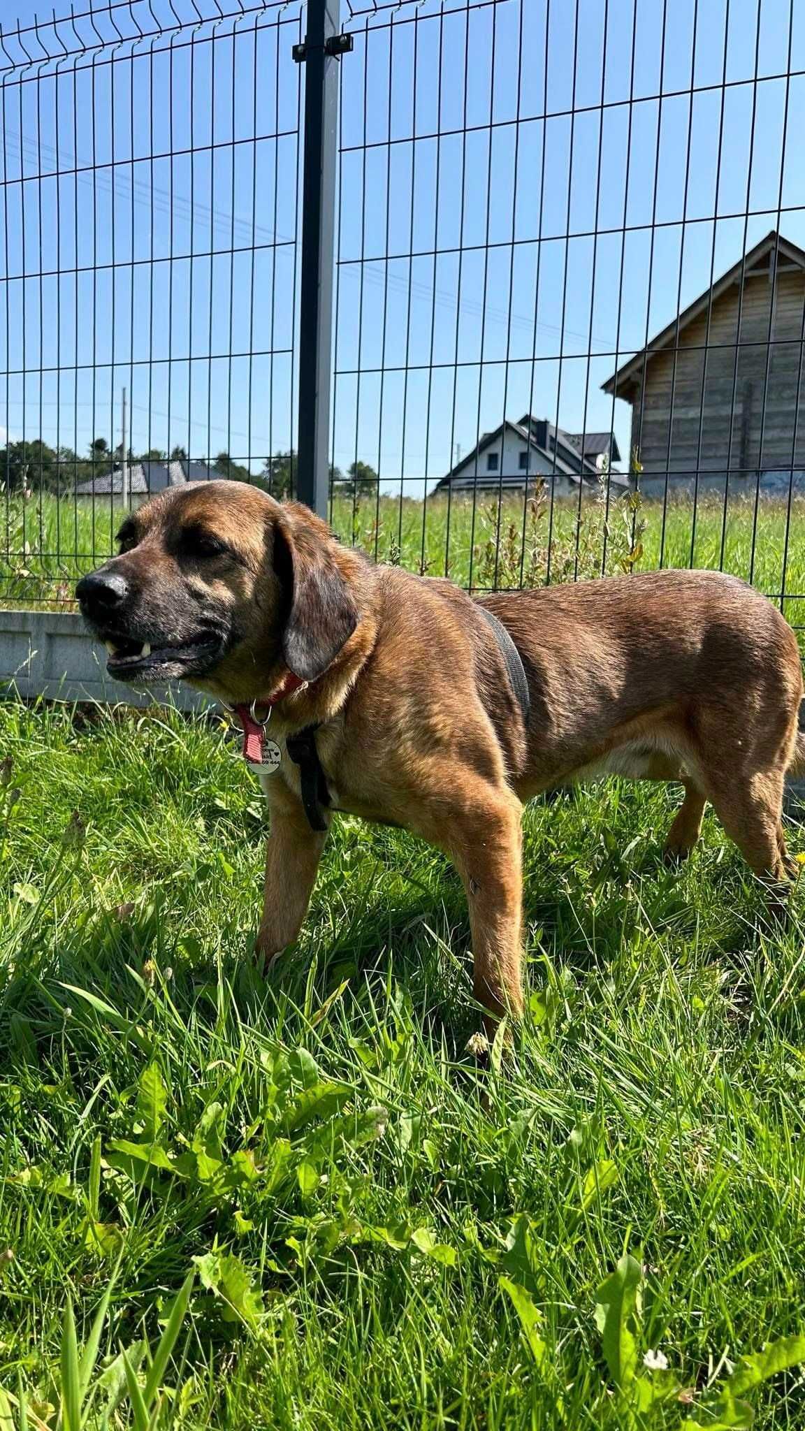 Fajny, przyjazny piesek mix posokowca szuka domu. Adoptuj!