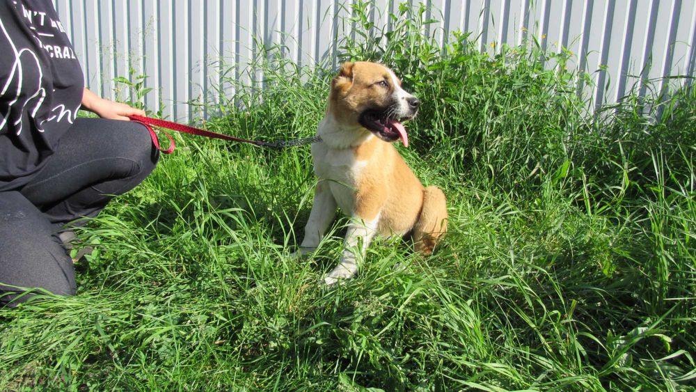 Племінні цуценята Алабая (САВ) - Кобель, 5 міс.