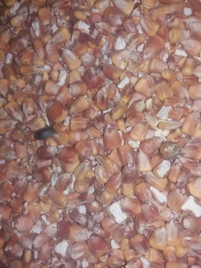 Продам зерно корма   кукурузу.пшеницу.третикале.