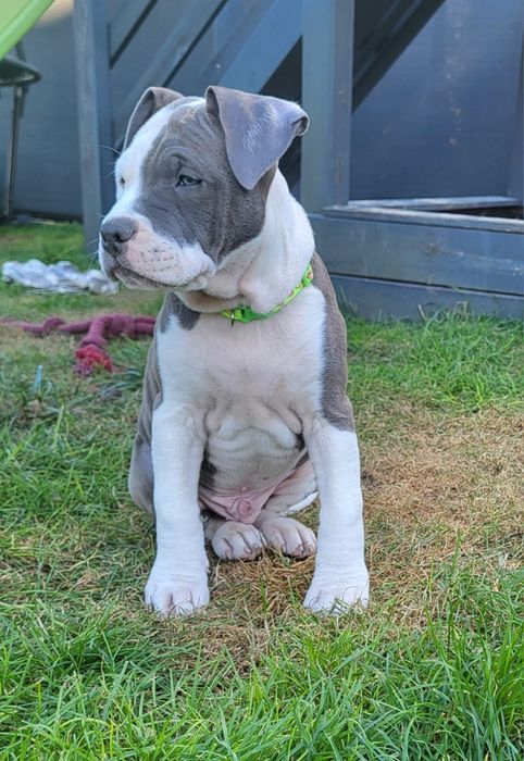 American Staffordshire Terrier samiec blue FCI