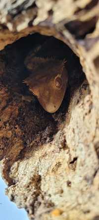 Jaszczurka gekon orzęsiony samiec