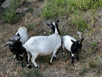 Cabras anas para venda
