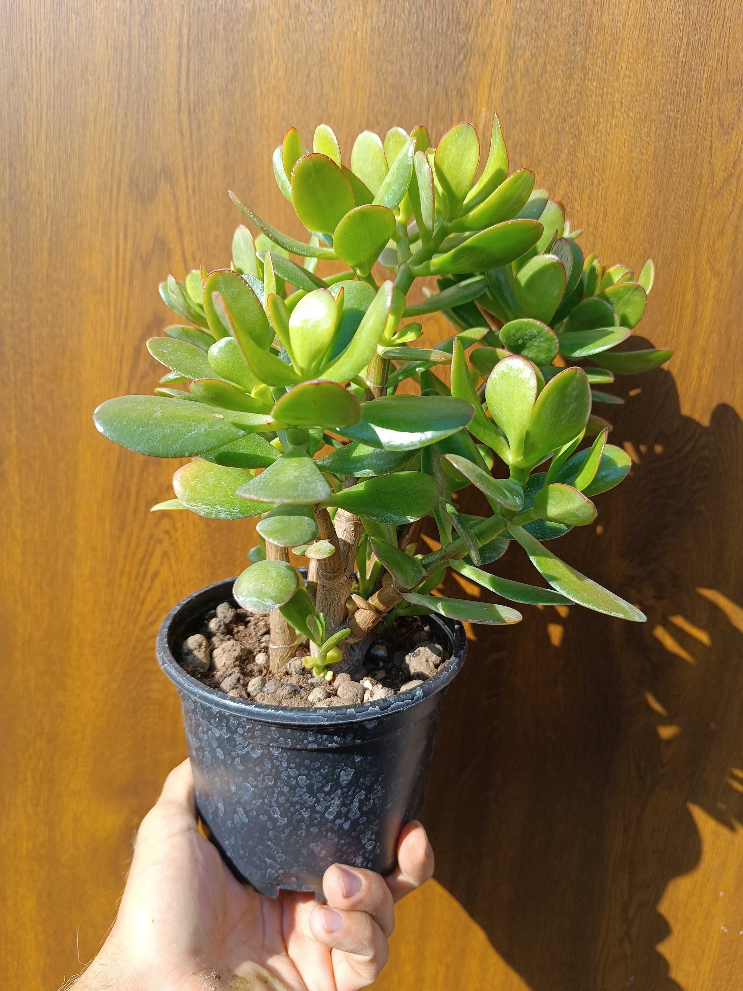 Grubosz jajowaty (Crassula ovata)