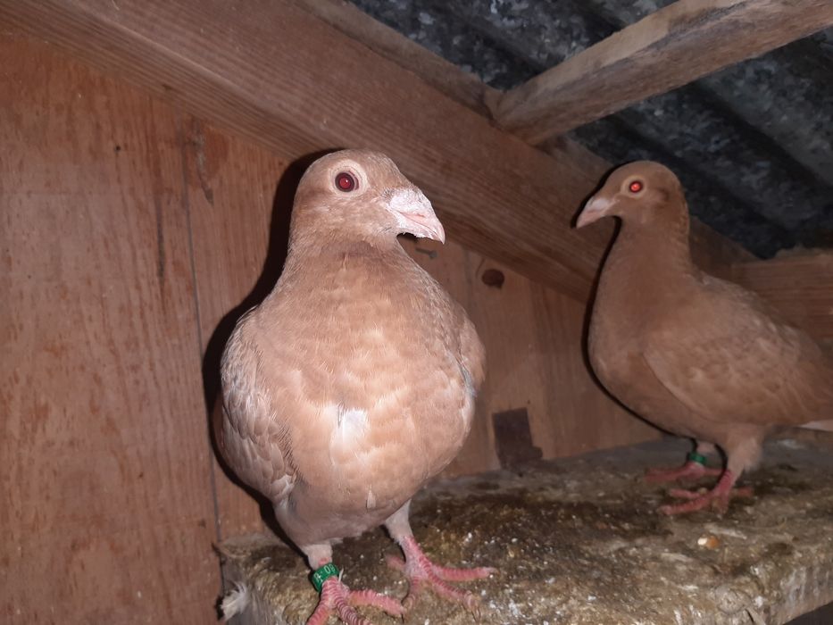 Pombos de linha antiga