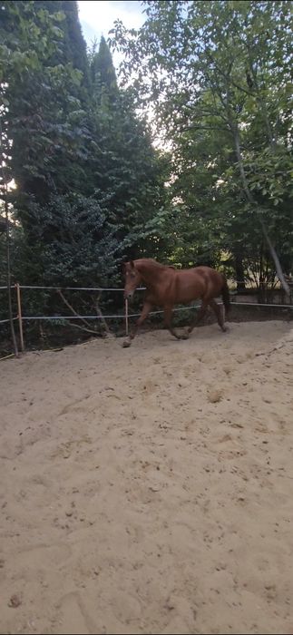 LUBLIN Pensjonat wolnowybiegowy dla koni , 650zł za miesiac