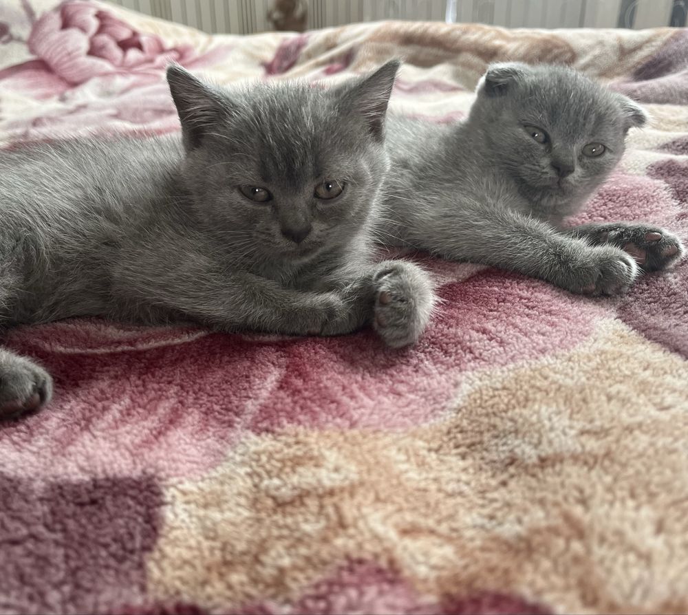 Котенята британська короткошерста
