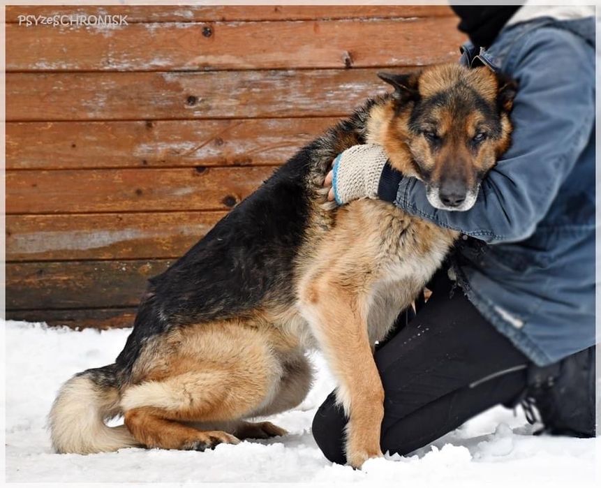 HOMER w typie owczarka, bardzo łagodny