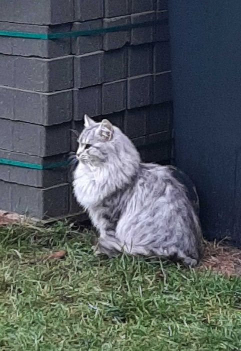 Bezdomna trochę dzika kotka szuka domu, kocha podwórko