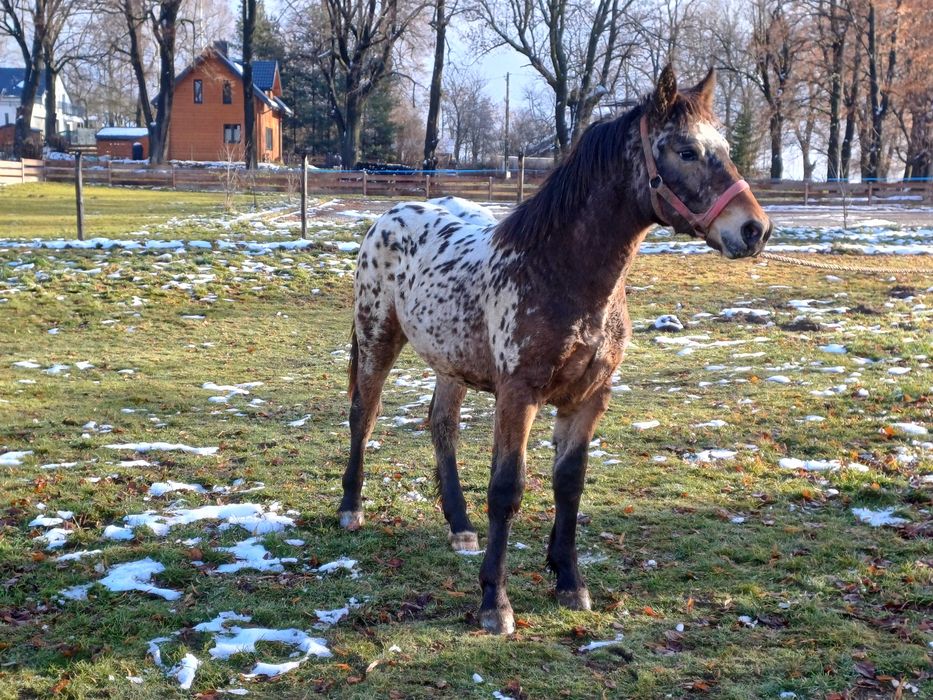 Malowany Tarant typ zimnokrwisty 8 miesięcy