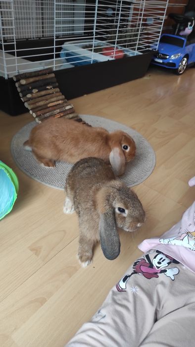 Mini lop  króliczki samiczki z całym wyposarzeniem