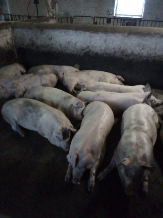 Свині живою вагою 95-105кг