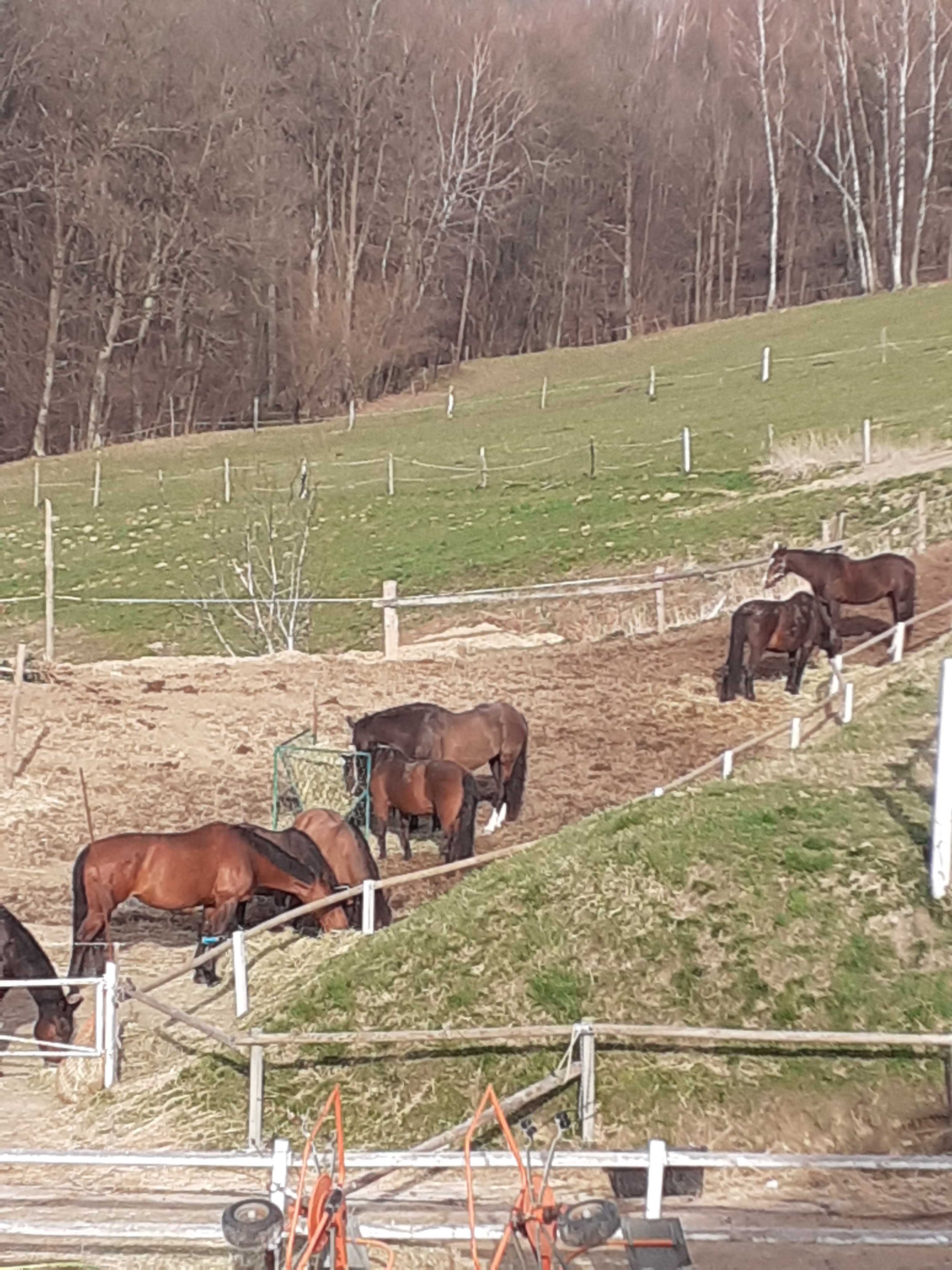 Pszenica ozima ładna owies 90