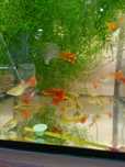 Sprzedam gupiki ful red albino