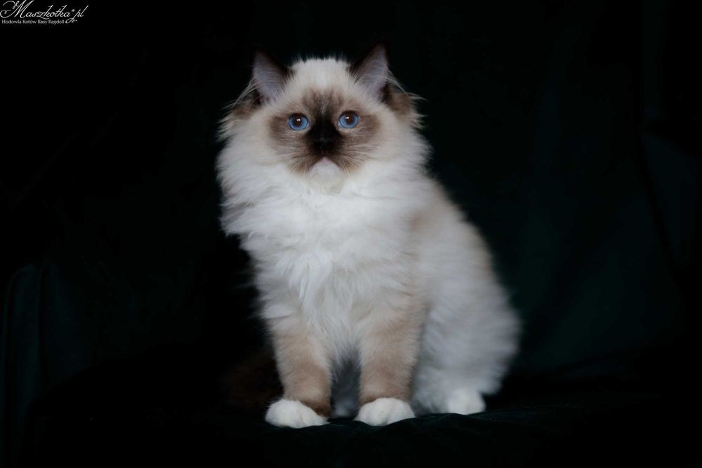 Ragdoll, super puchaty kocurek seal mitted z rodowodem FPL