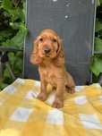 Szczeniak cocker spaniel