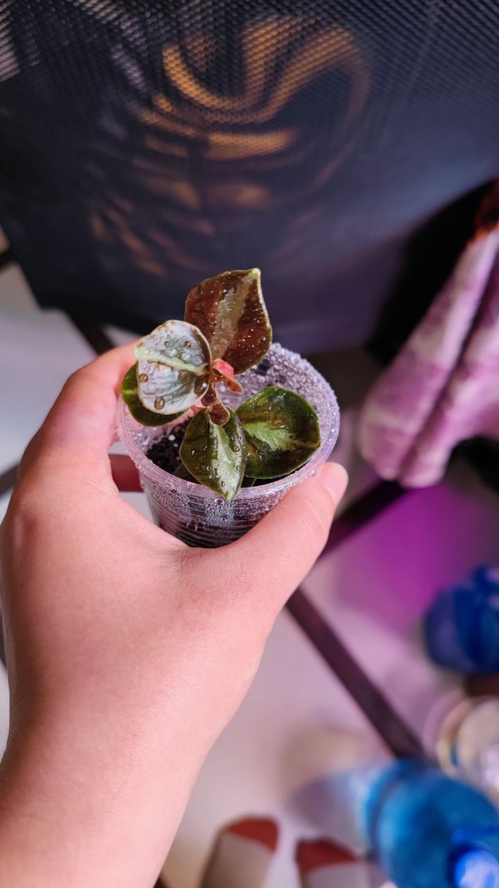 Peperomia metallica creme brulee Пеперомія крем брюле оранжева
Пепером