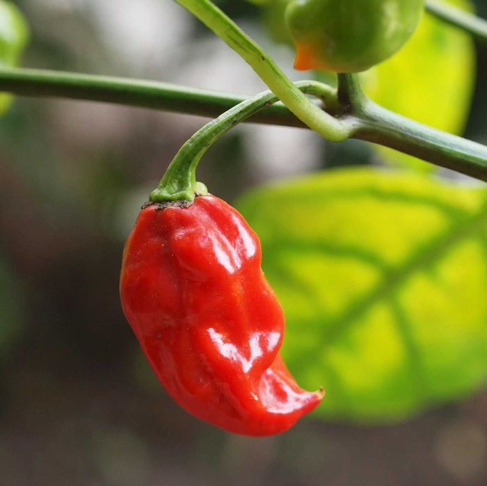 10 Sementes de Pimento Picante Naga Viper