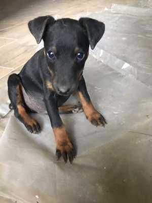 ягтерьєр цуцик ,активний 2.5 міс.чистокровний