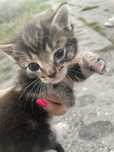 Kotek do adopcji