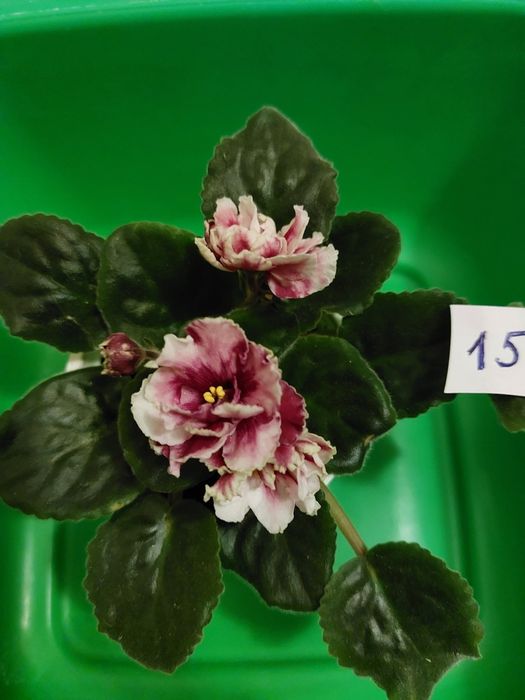 Фіалки махові та звичайні