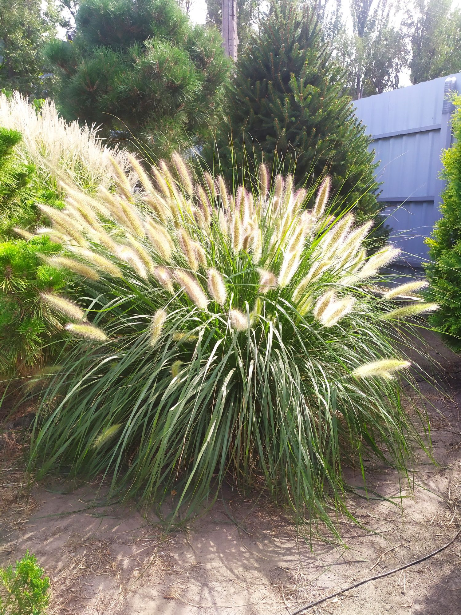 Пеннисетум (pennisetum alopecuroides) Лисий хвост, Пампасная трава